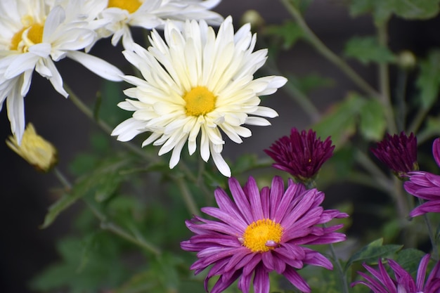 写真 白と紫のアスターの花