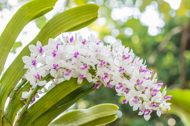 写真 白と紫の蘭、rhynchostylis gigantea。