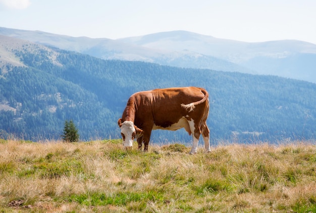 写真 白と赤の牛が山々の中の牧草地をかすめる