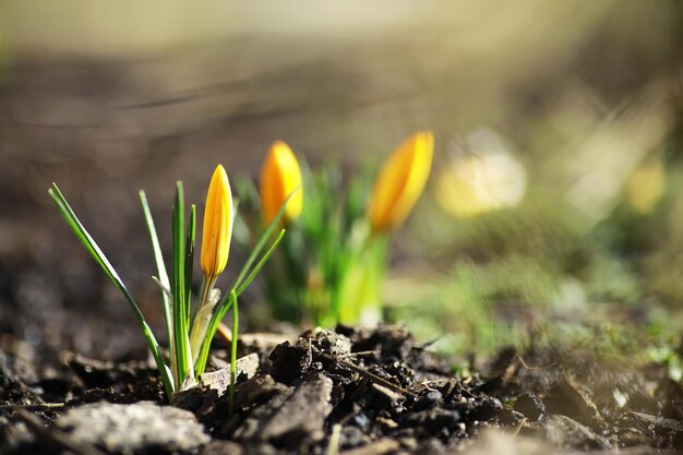 写真 春の田舎の白と黄色のクロッカス明るい春の花新鮮な楽しい植物が咲いた若い芽