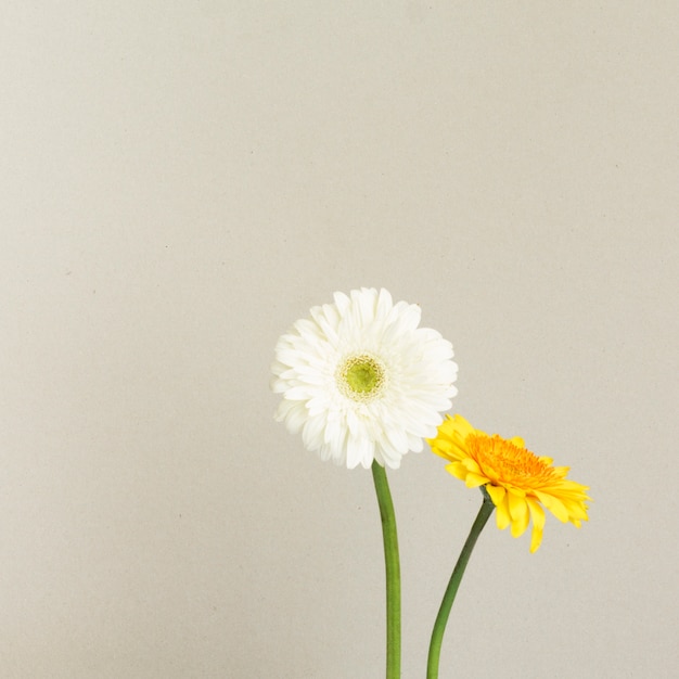 写真 白と黄色のデイジーの花