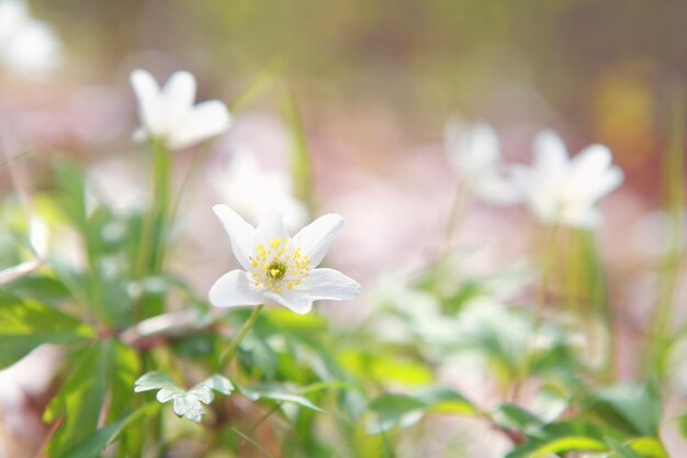 white anemone flower in forest
