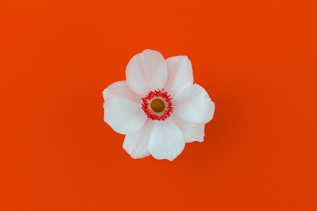Фото Белый цветок анемона на оранжевом фоне вид сверху