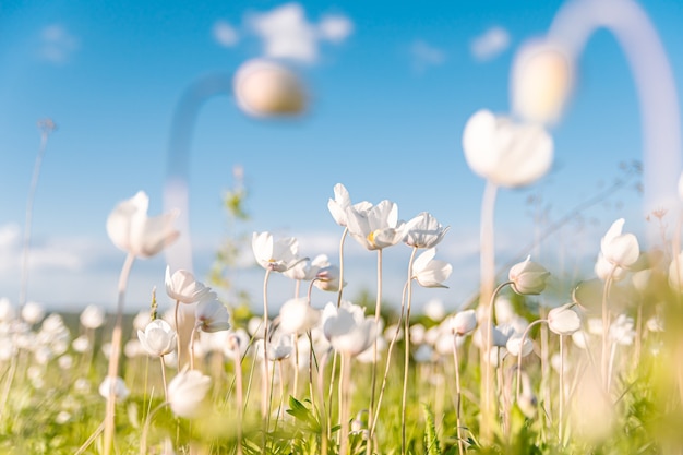 雲と青い空に太陽の下で緑の草の春の牧草地に白いアネモネの花