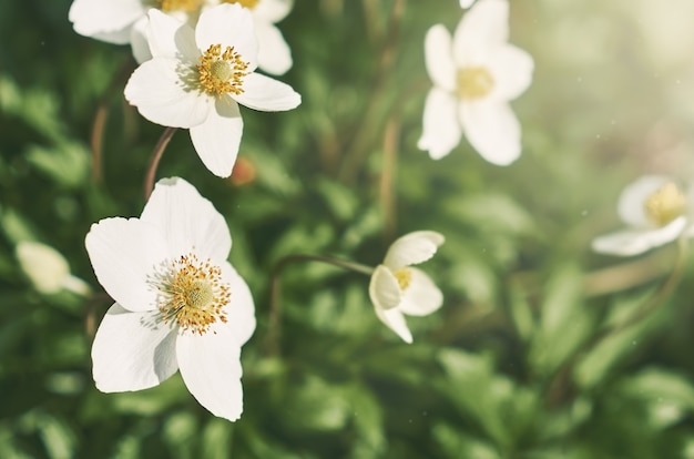 Fiori di anemone bianco in giardino d'estate