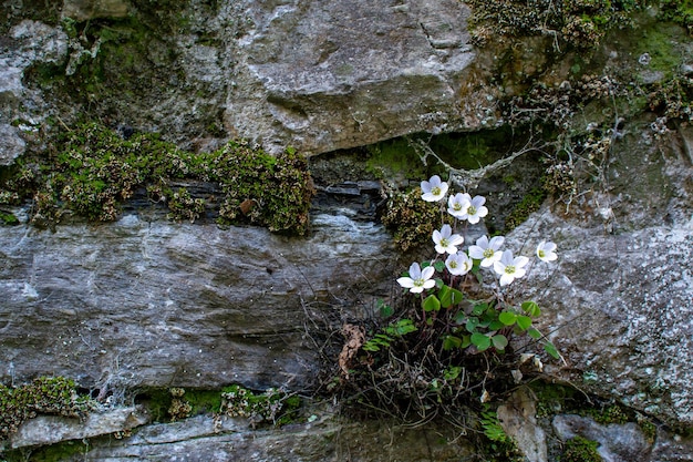 White anemone flowers grown in spring on a stone wall