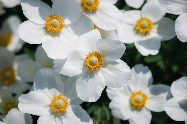 夏の自然の背景のための太陽風の花の白いアネモネの花