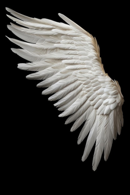 Photo white angel or bird wing on black background