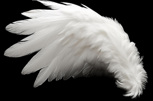 Photo white angel or bird wing on black background