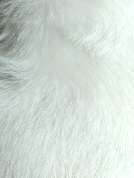 White animal hair texture