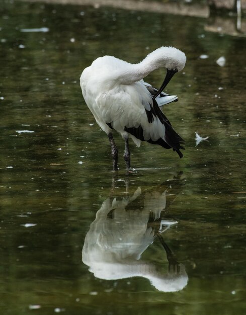 Foto un animale bianco in un lago