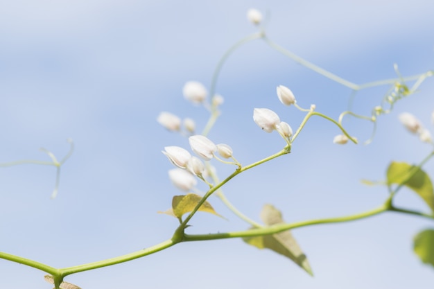 青い空の背景と白いantigonon leptosus