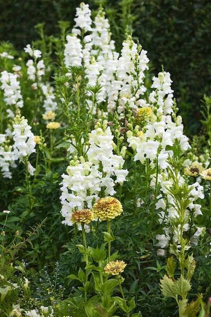 夏の庭の白いキンギョソウまたはキンギョソウと百日草の花