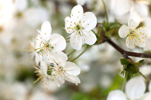 春の庭のリンゴの木の美しく軽い花を持つ白いリンゴの花の枝