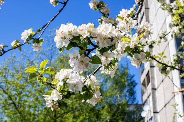 青い空を背景に白いリンゴの花