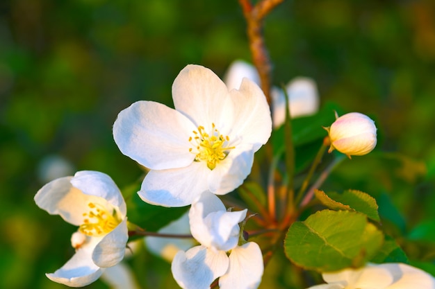 White apple blossoms with yellow stamens