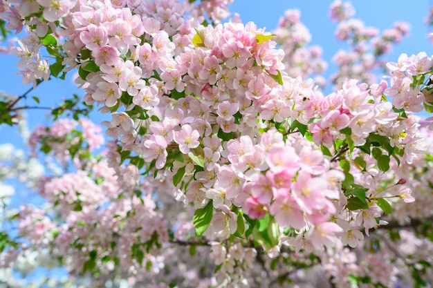 White Apple Flowers Beautiful flowering apple trees Background with blooming flowers in spring day Blooming apple tree Malus domestica closeup Apple Blossom