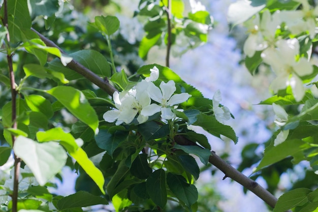 白いリンゴの花が咲く