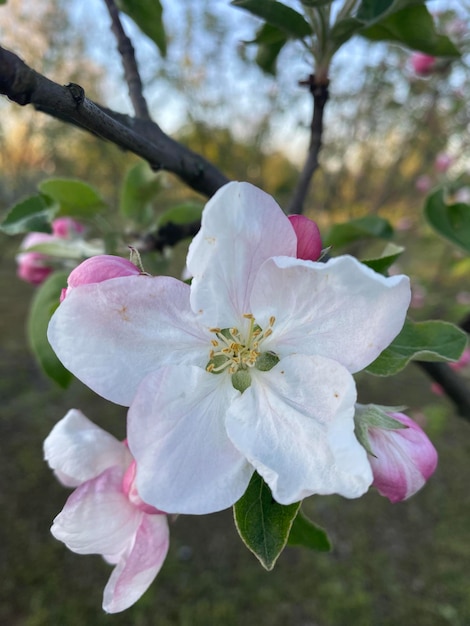 Foto un melo bianco con fiori rosa e foglie verdi.