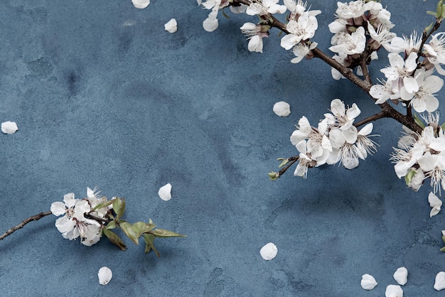 コピースペースとグランジダークブルーの背景に白いアプリコット春の花。季節と挨拶のコンセプト。