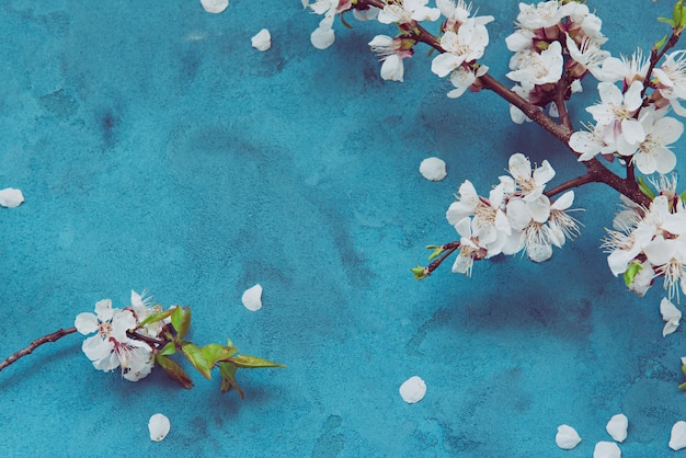 White apricot spring flowers on the grunge dark blue background with copyspace Seasonal and greeting concept