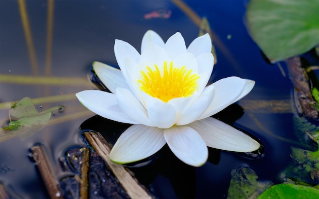 White aquatic plant of the water lily family floating on the water closeup