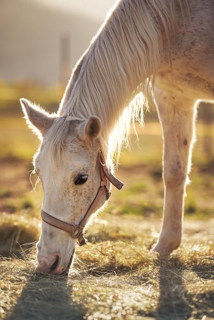 White Arabian horse eating hay from ground closeup detail on head backlight sun background