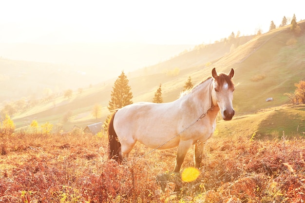 White Arabian horse graze on on the mountain slope at sundown in orange sunny beams. Carpathians, Ukraine, Europe.