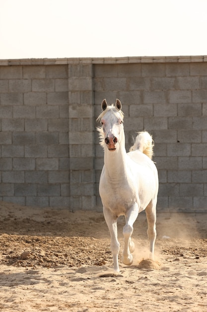 white arabian horse