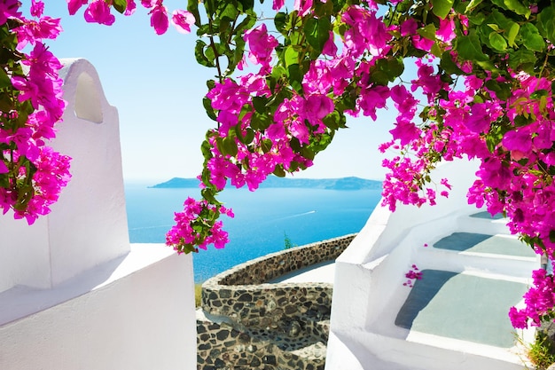 White architecture and pink flowers with sea view. Santorini island, Greece.