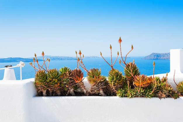 White architecture on Santorini island, Greece. Flowers on the terrace overlooking the sea