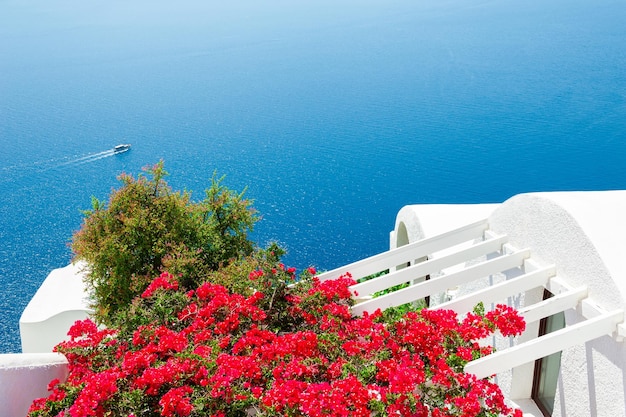ギリシャ、サントリーニ島の白い建築物。海の見えるテラスの花