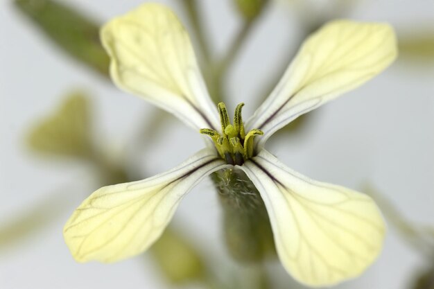 흰색 arugula Eruca vesicaria Rucola sativa flowerr 흐린 배경 매운 로켓 샐러드