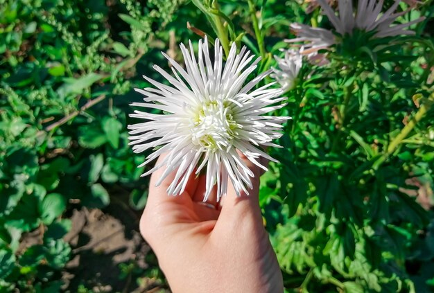 A white aster in the girl's hand the hand holds the aster flower white Beautiful flower in hand