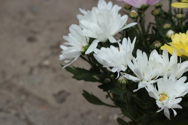 Aster bianchi sullo sfondo floreale del giardino