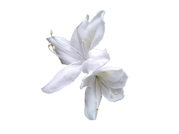 White azalea flower isolated on white background