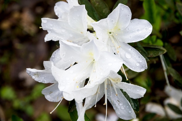 White azalea flowers with wet petals