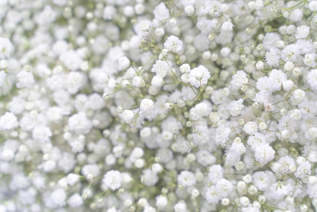 白い赤ちゃんの息の花花咲く背景自然な春の花