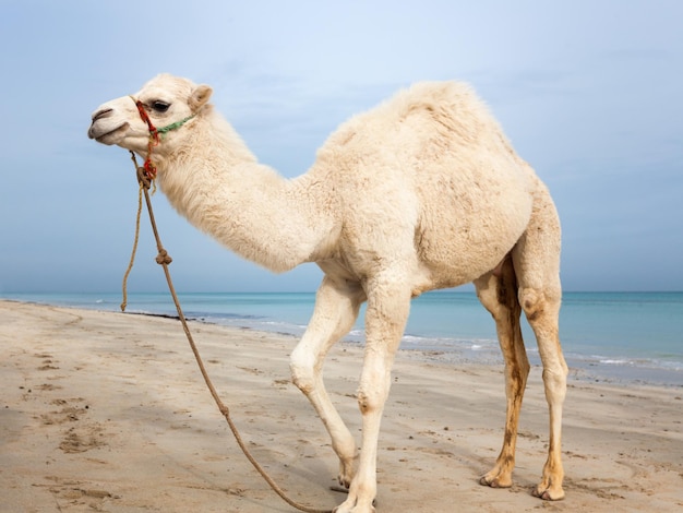 White baby camel on the beach in Tunisia