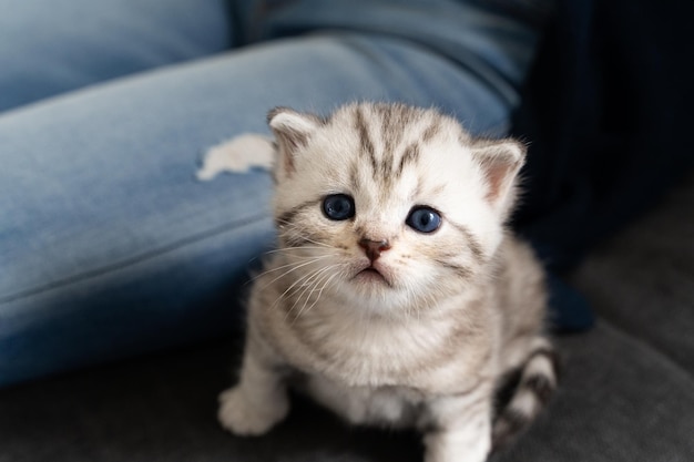 青い目をした白い赤ちゃん猫がカメラにかわいく見えます