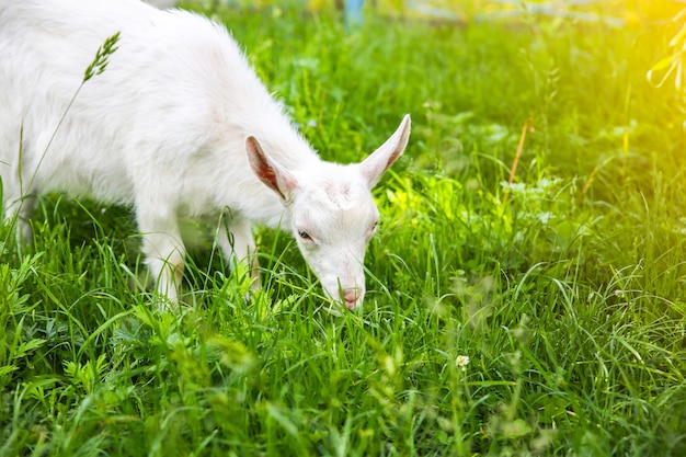 White baby goat on the grass. domestic animals in the\
nature.