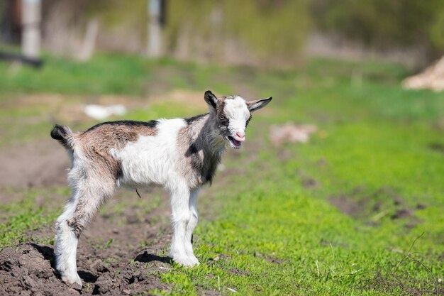 White baby goat on green grass in sunny day