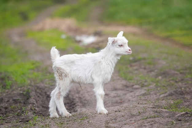 White baby goat on green grass in sunny day