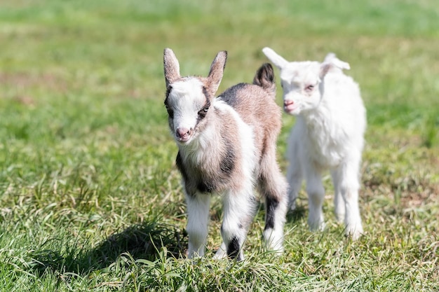 White baby goat on green grass in sunny dayx9