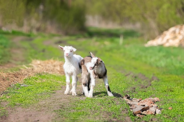 White baby goat on green grass in sunny dayx9