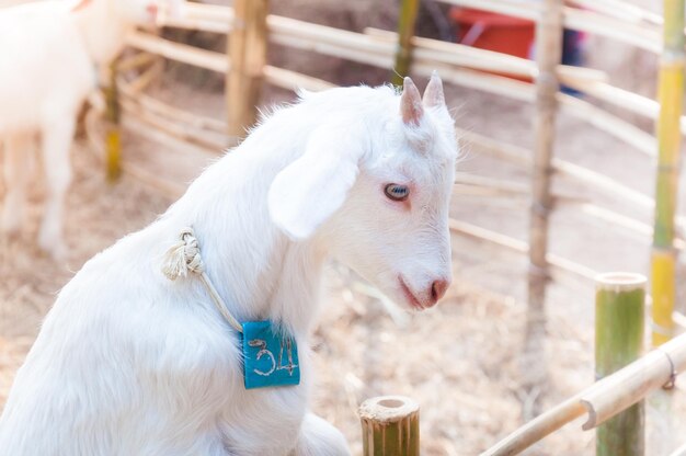 竹垣で遊ぶ白い赤ちゃんヤギ 農場で白いヤギのクローズ アップ農場で赤ちゃんヤギ