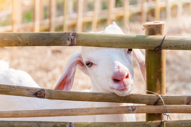 White baby goat playing with bamboo fence Close up of white goats in farmBaby goat in a farm