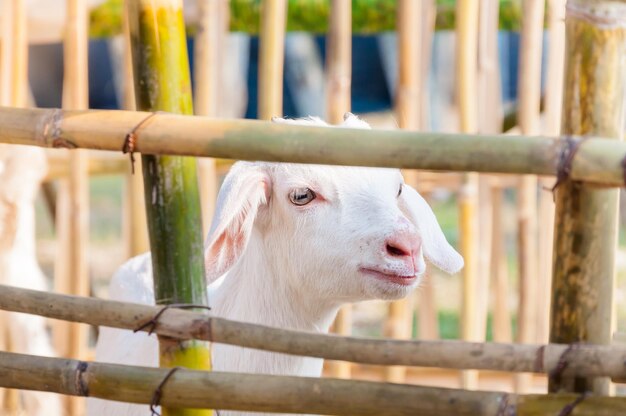 White baby goat playing with bamboo fence Close up of white goats in farmBaby goat in a farm