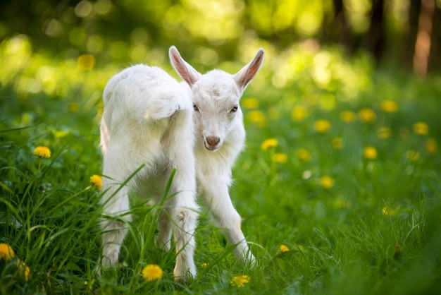 White baby goat standing on green grass with yellow flowers