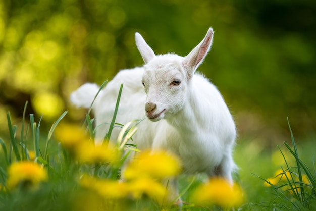 White baby goat standing on green grass with yellow flowers